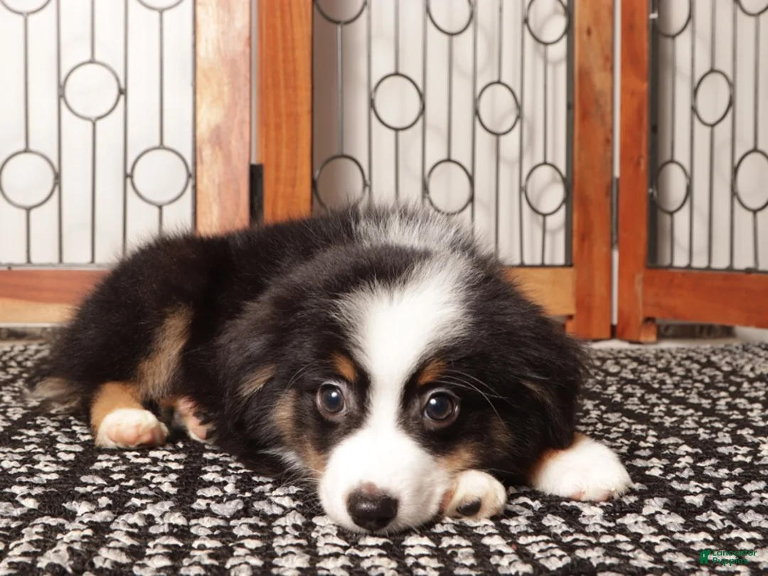 Miniature Australian Shepherd dogs for sale: Leo Friendly Mini Aussie  - Ad 3
