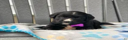 Mixed Breed dogs for sale: Willow - Ad 4