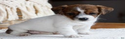 Mixed Breed dogs for sale: Dottie  - Ad 2