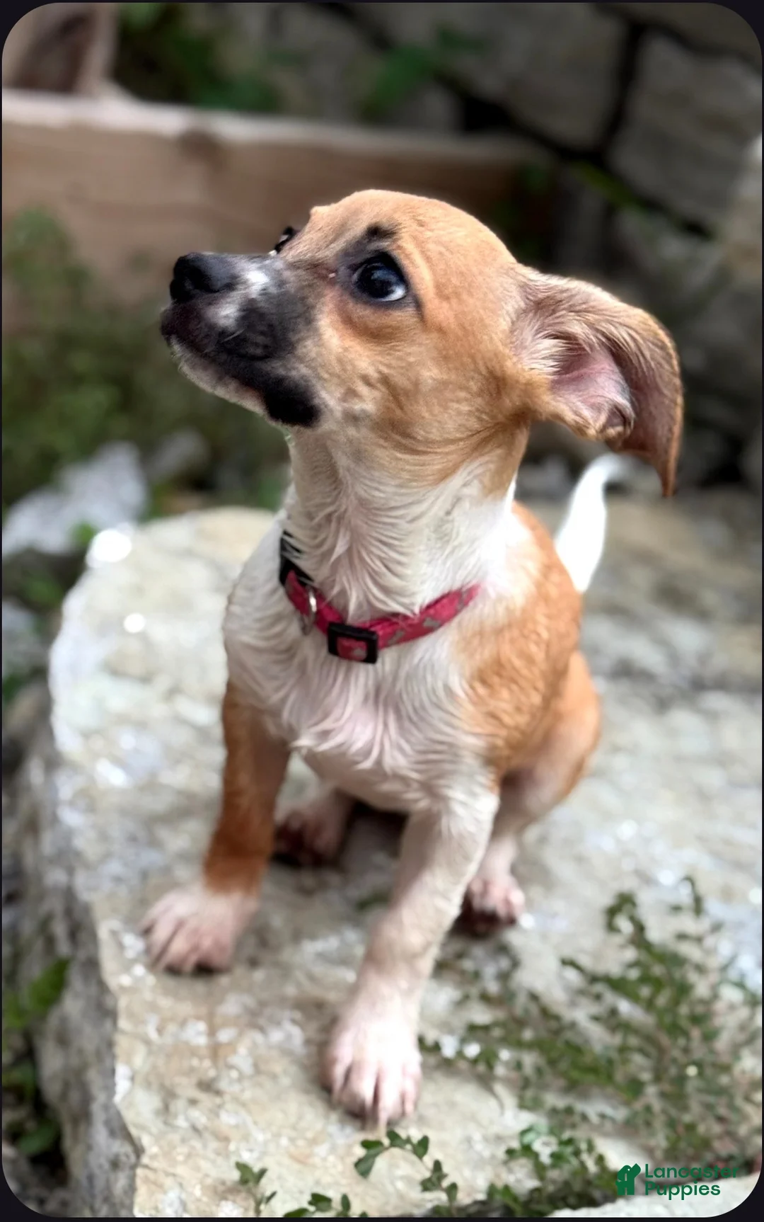 Chiweenie dogs for sale: Rosie - Ad 2