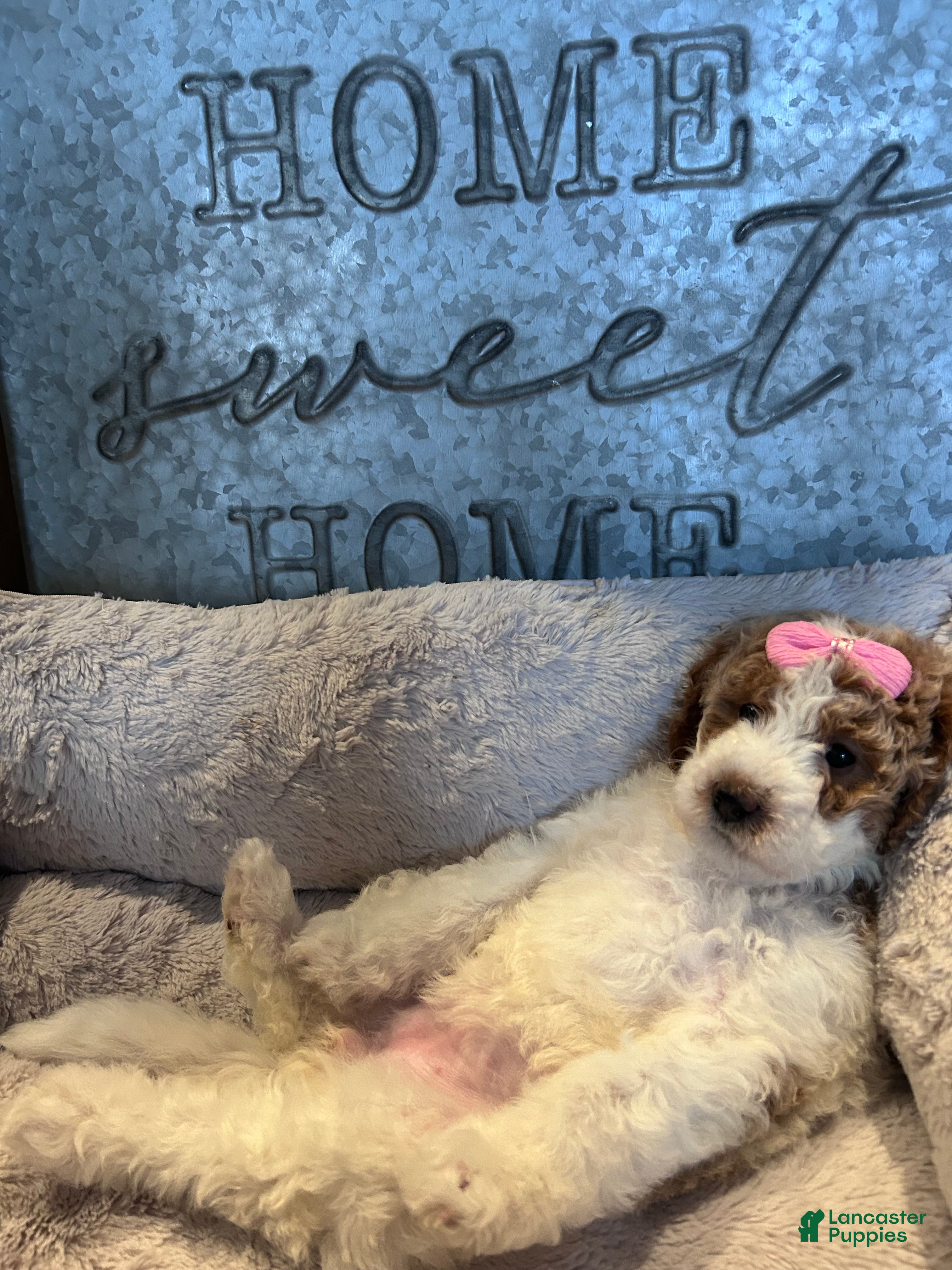 Mini Goldendoodle dogs for sale: Harley  - Ad 2