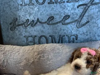 Mini Goldendoodle dogs Harley - Ad 4