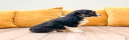 Miniature Australian Shepherd dogs for sale: Daisy - Ad 5