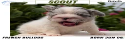 French Bulldog dogs for sale: Scout - Ad 1