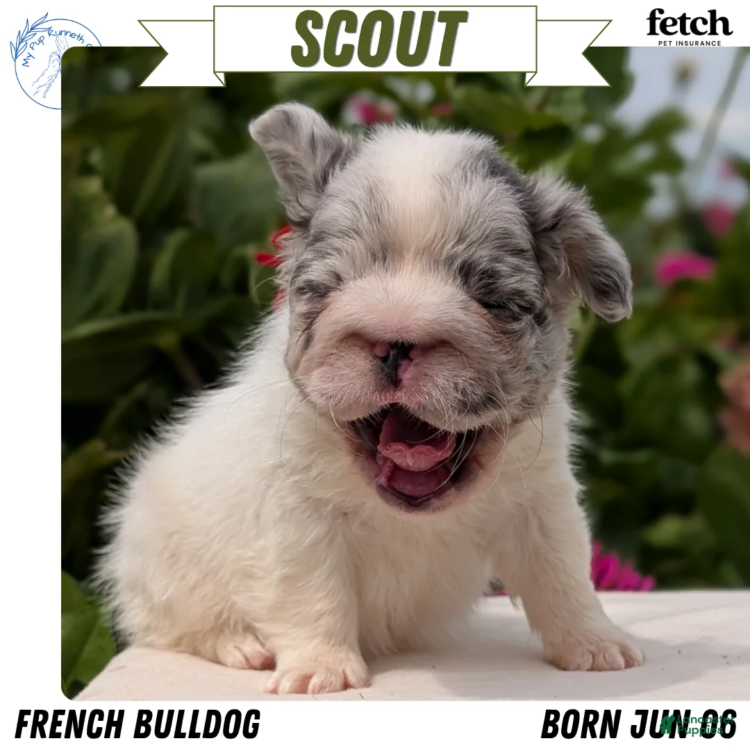 French Bulldog dogs for sale: Scout - Ad 1