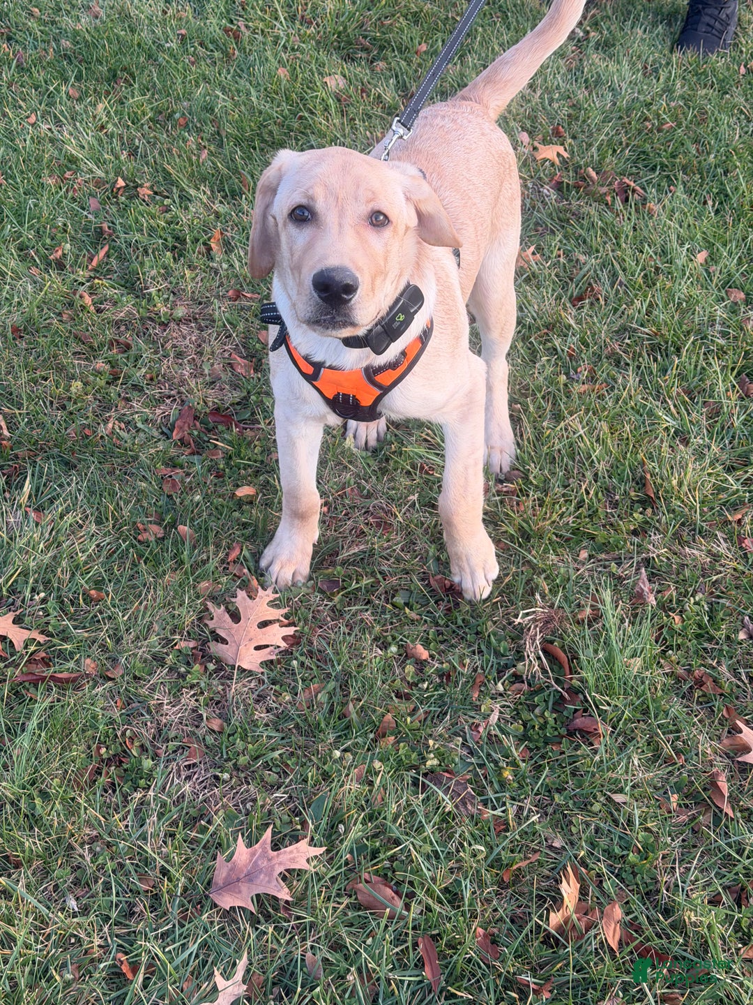 Labrador Retriever dogs for sale: Hercules  - Ad 4