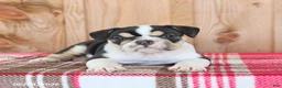 English Bulldog dogs for sale: Ruby - Ad 3