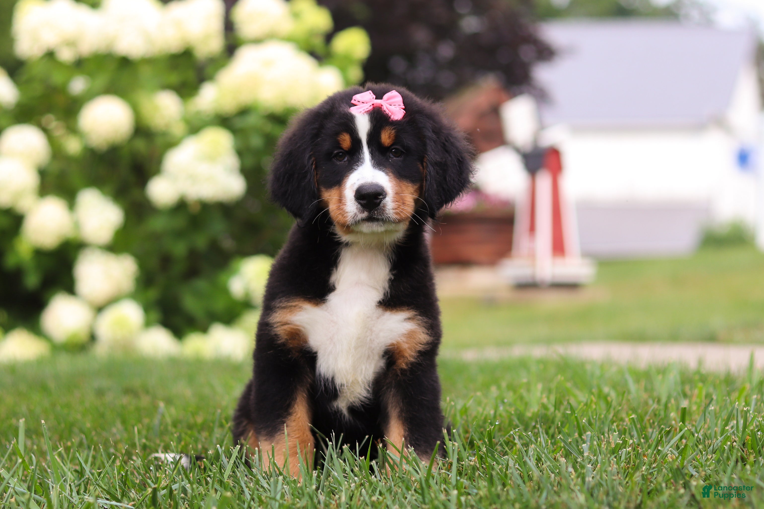 Bernese Mountain Dog dogs Marcy - Ad 1