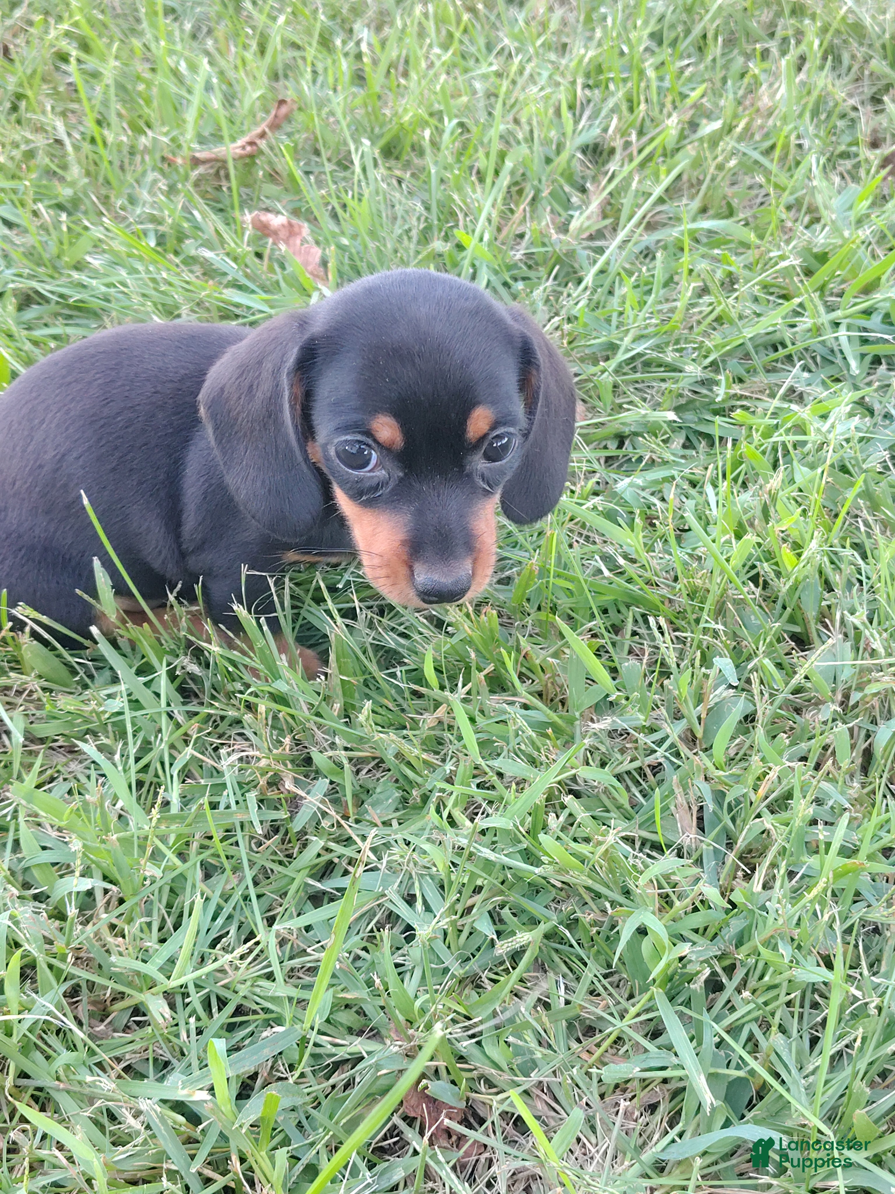 Miniature Dachshund dogs Miniature Dachshund 2 - Ad 2