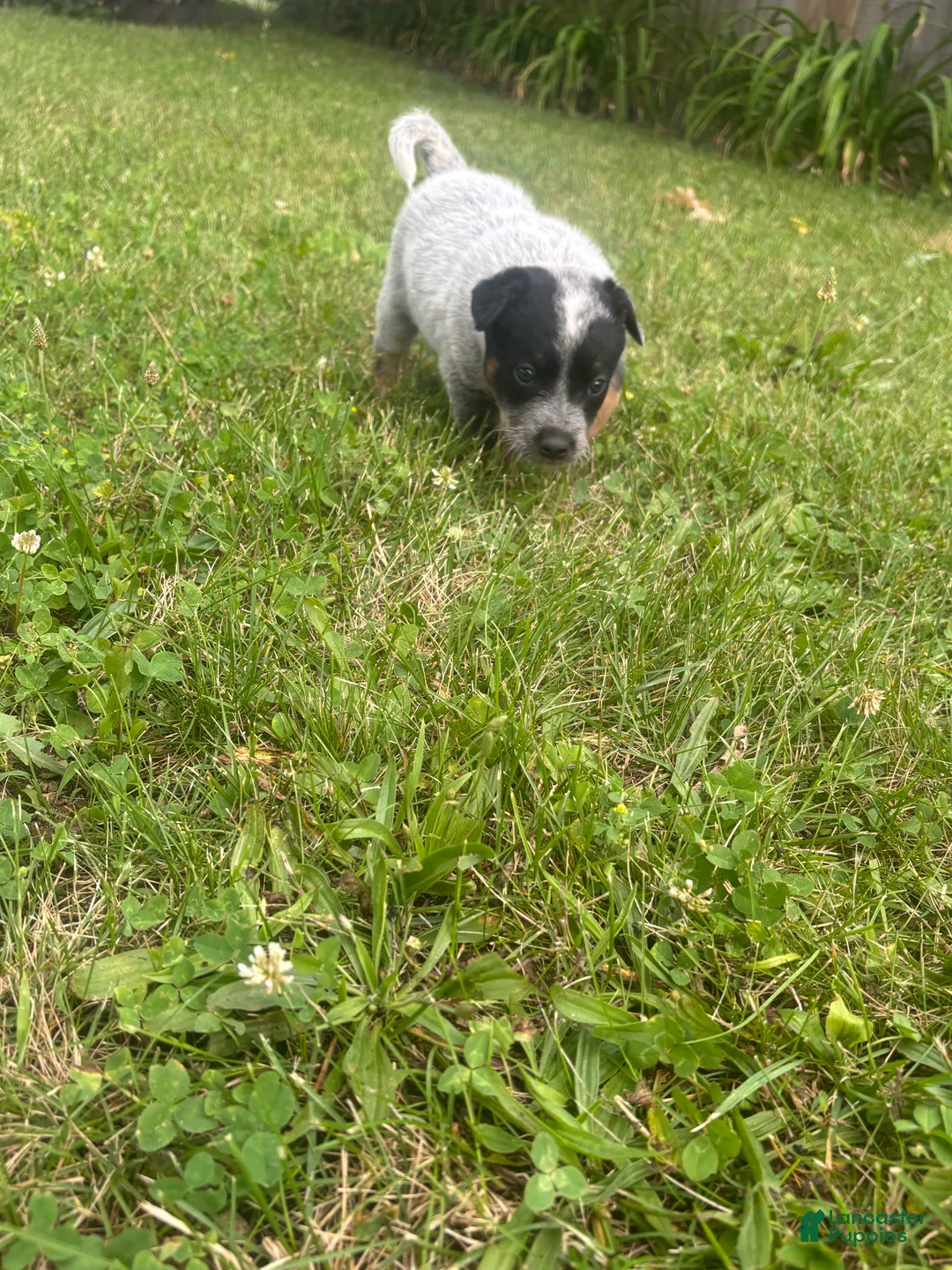 Australian Cattle Dog dogs for sale: Daisy - Ad 5