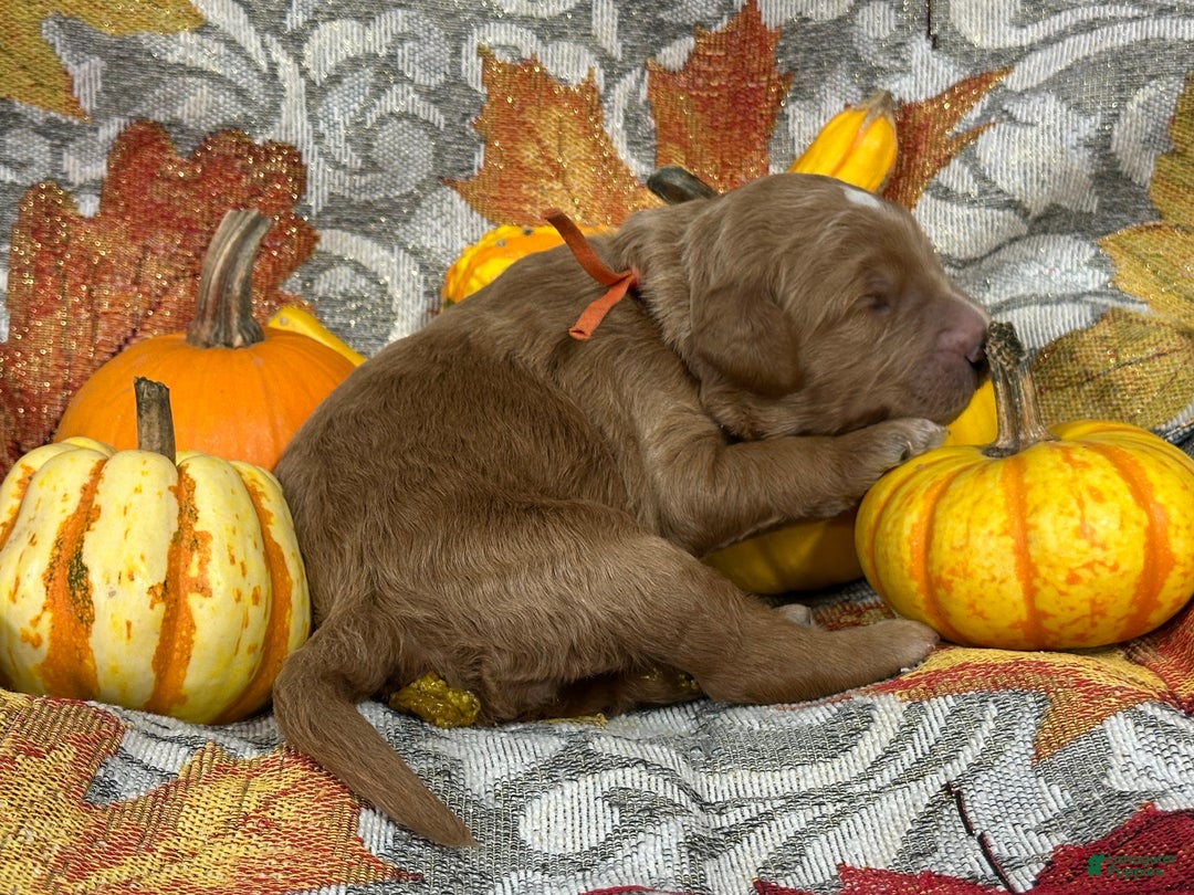 Goldendoodle dogs for sale: Orange - Ad 9