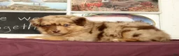 Miniature Australian Shepherd dogs for sale: Shamrock - Ad 4