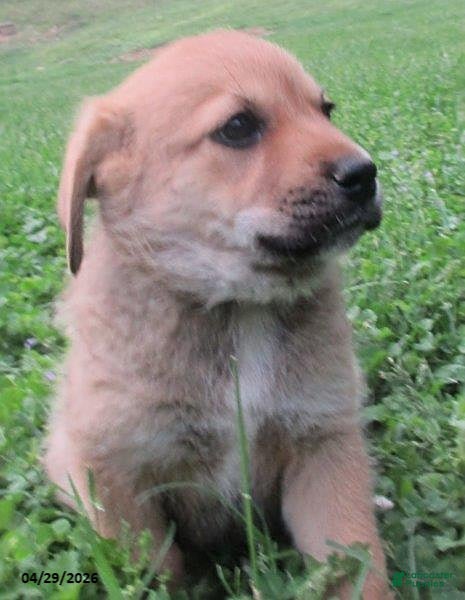 Mixed Breed dogs Angola - Ad 1