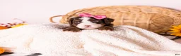 Bernedoodle dogs for sale: Happy - Ad 2