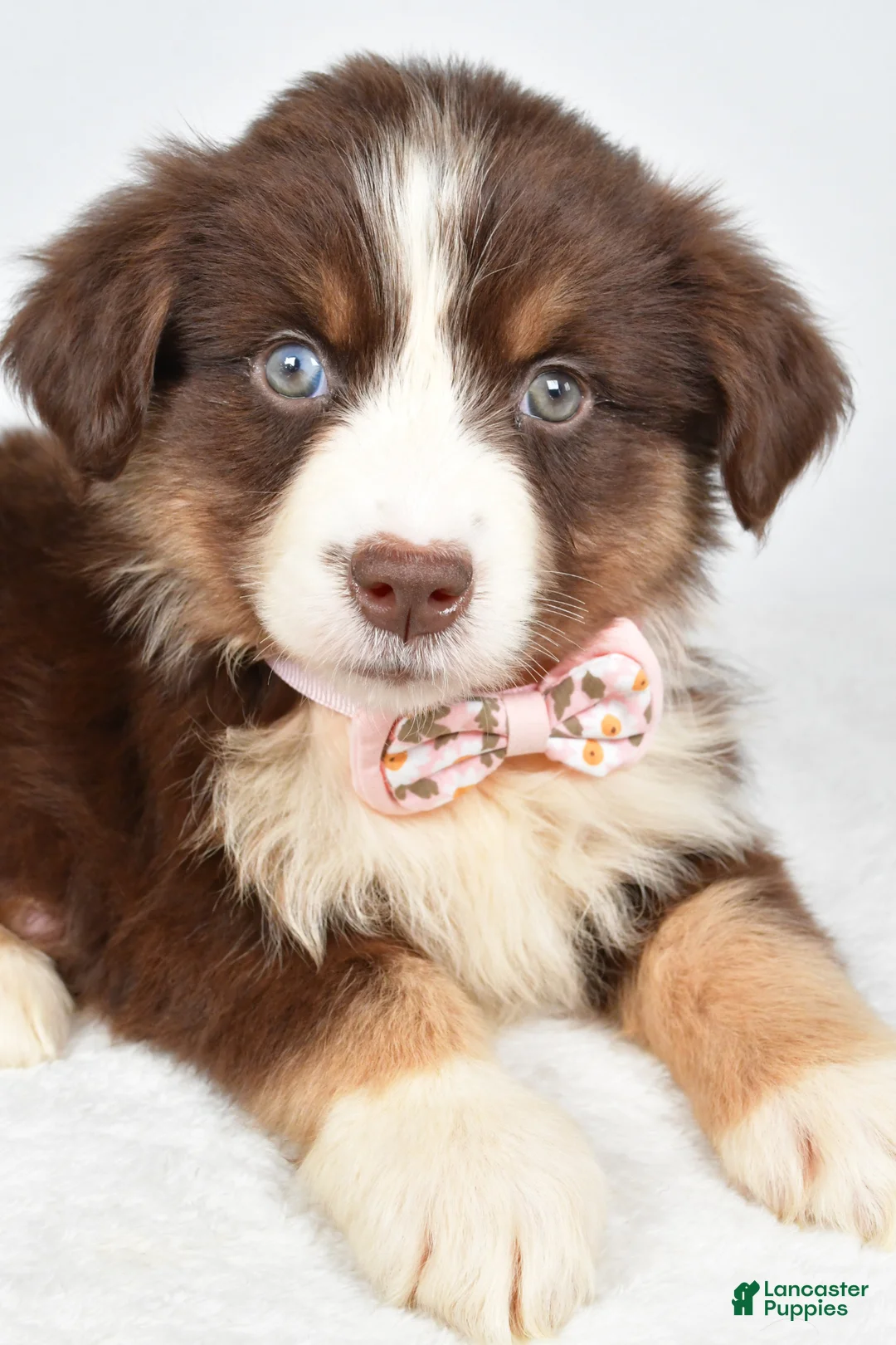 Miniature Australian Shepherd dogs for sale: Fiona - Ad 2