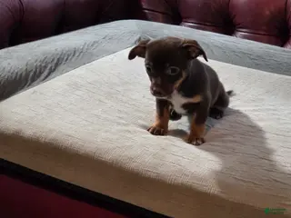 Chihuahua dogs Chihuahua Puppy 1 - Ad 36