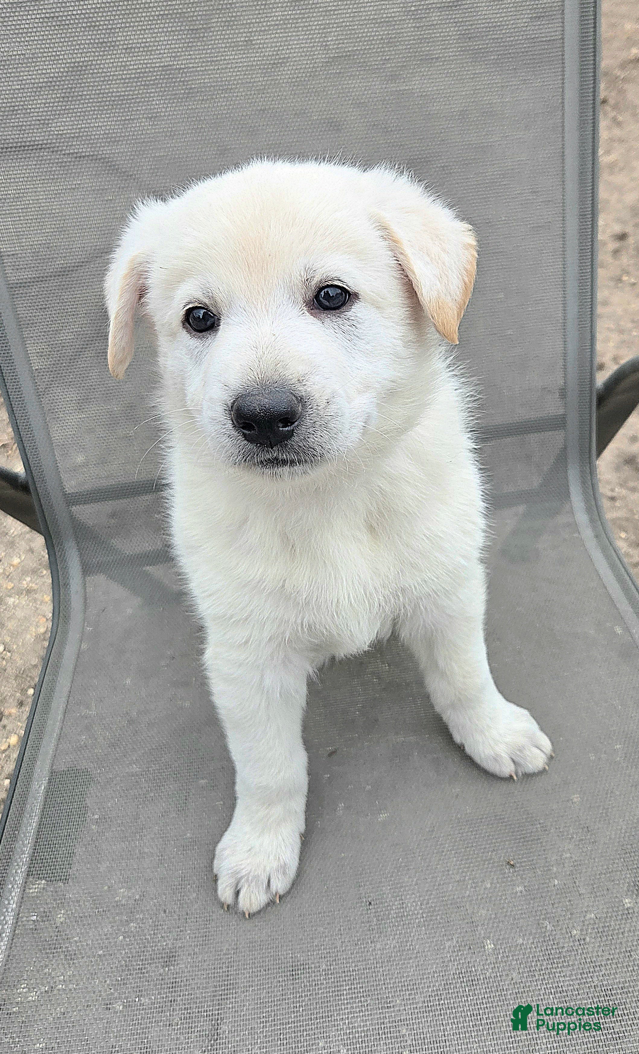 German Shepherd dogs for sale: Olaf - Ad 2