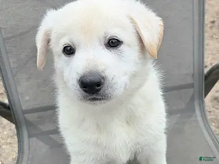 German Shepherd dogs for sale: Olaf - Ad 2