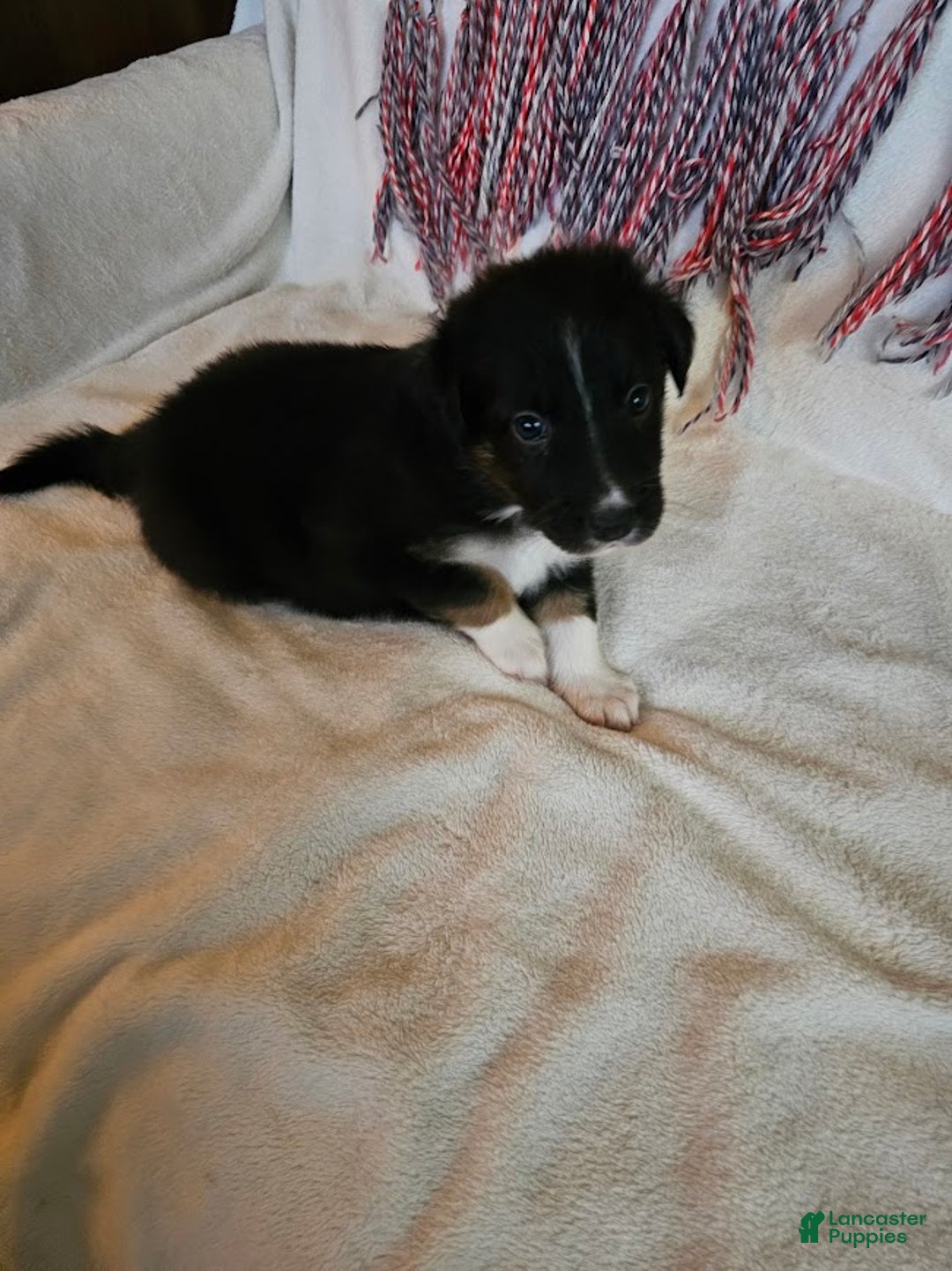 Australian Shepherd dogs for sale: Moony - Ad 4