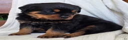 Rottweiler dogs for sale: Dakota - Ad 1
