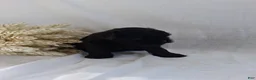 Affenpinscher dogs for sale: LLW JORDY - Ad 6