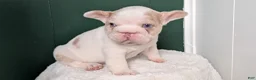 French Bulldog dogs for sale: Koda - Ad 3