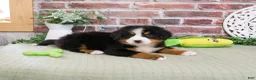 Bernese Mountain Dog dogs for sale: Honor - Ad 2