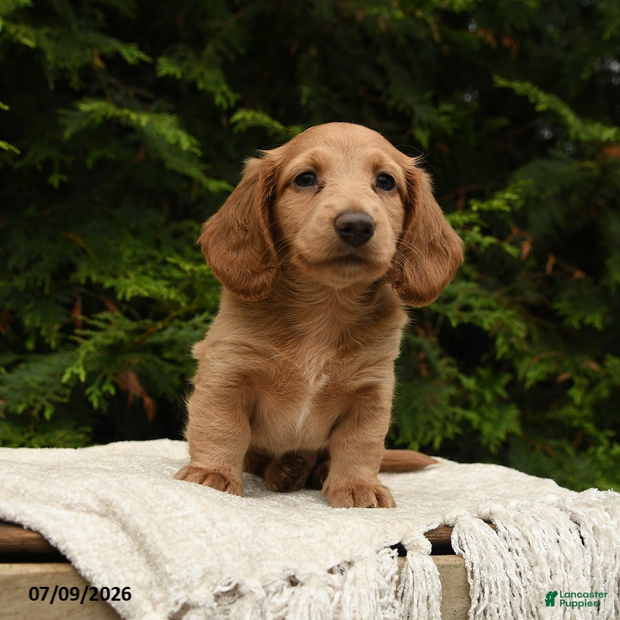 Miniature Dachshund dogs Hazel - Ad 2