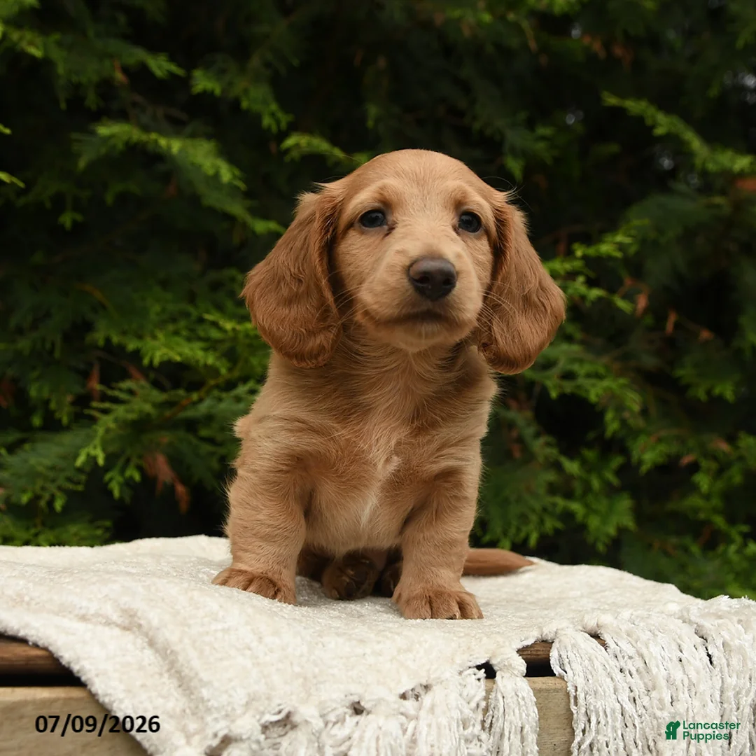 Miniature Dachshund dogs for sale: Hazel - Ad 2