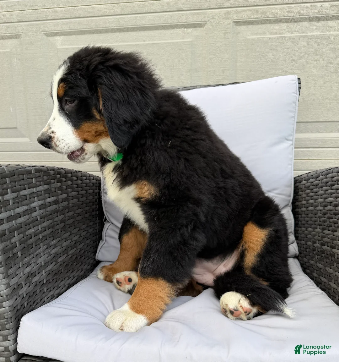 Bernese Mountain Dog dogs for sale: Pearl - Ad 5