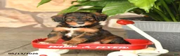 Double Doodle dogs for sale: Caramel - Ad 1