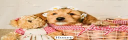 Goldendoodle dogs for sale: Honey - Ad 3