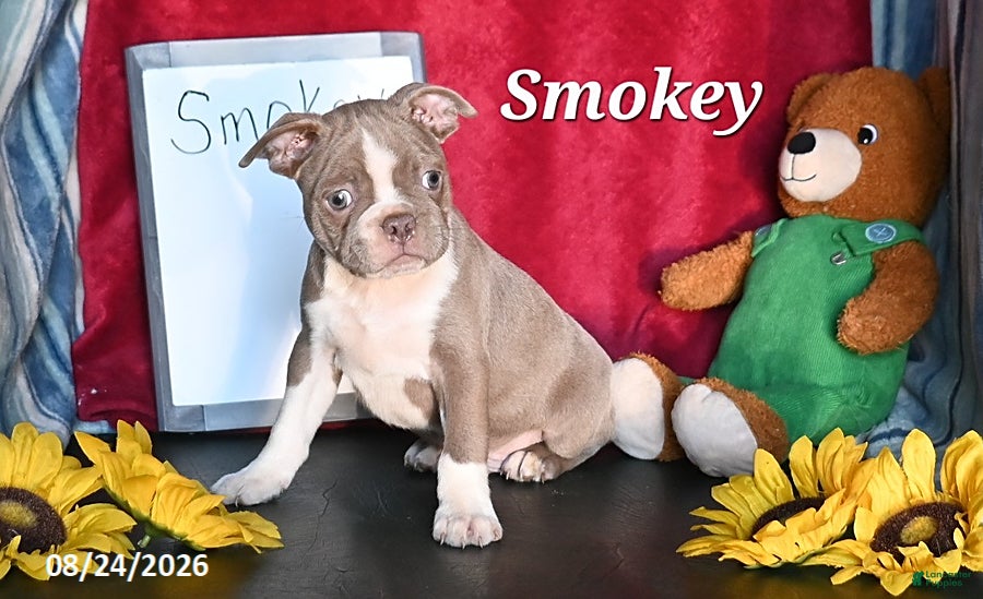 Boston Terrier dogs Smokey - Ad 1