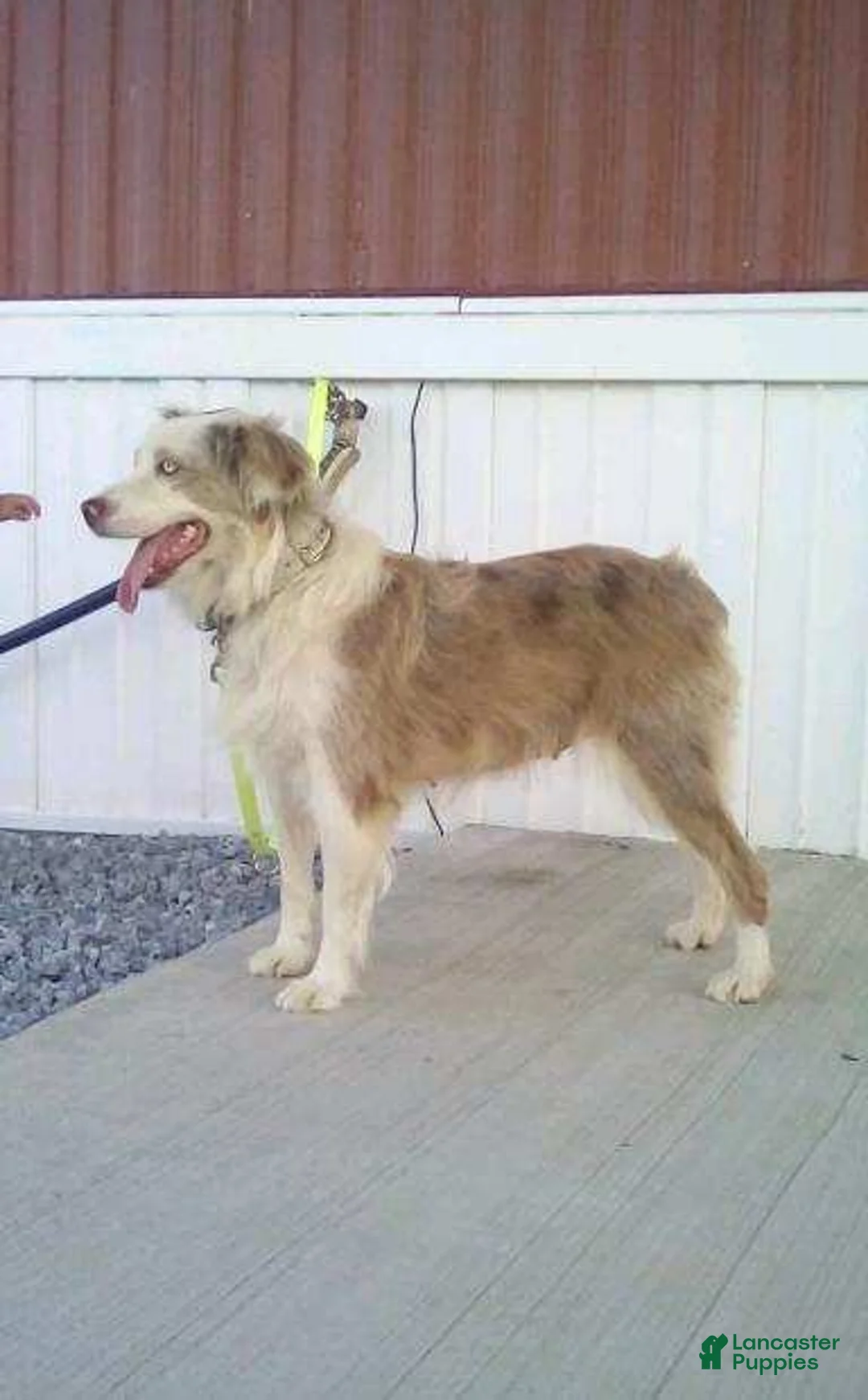 Miniature Australian Shepherd dogs for sale: Miniature Australian Shepherd Puppy 1 - Ad 2