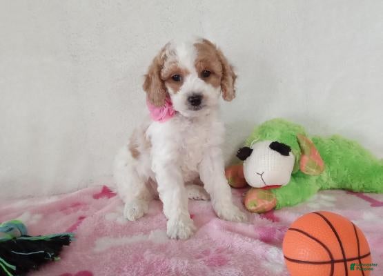 Cavapoo dogs Sweetpea - Ad 2