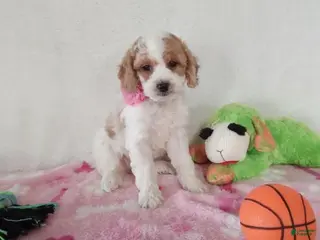 Cavapoo dogs Sweetpea - Ad 2