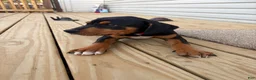 Mixed Breed dogs for sale: Snoopy - Ad 5