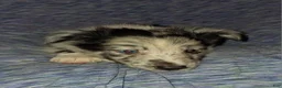 Shetland Sheepdog dogs for sale: Marcus - Ad 10