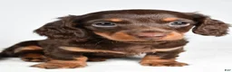 Miniature Dachshund dogs for sale: Shane  - Ad 7