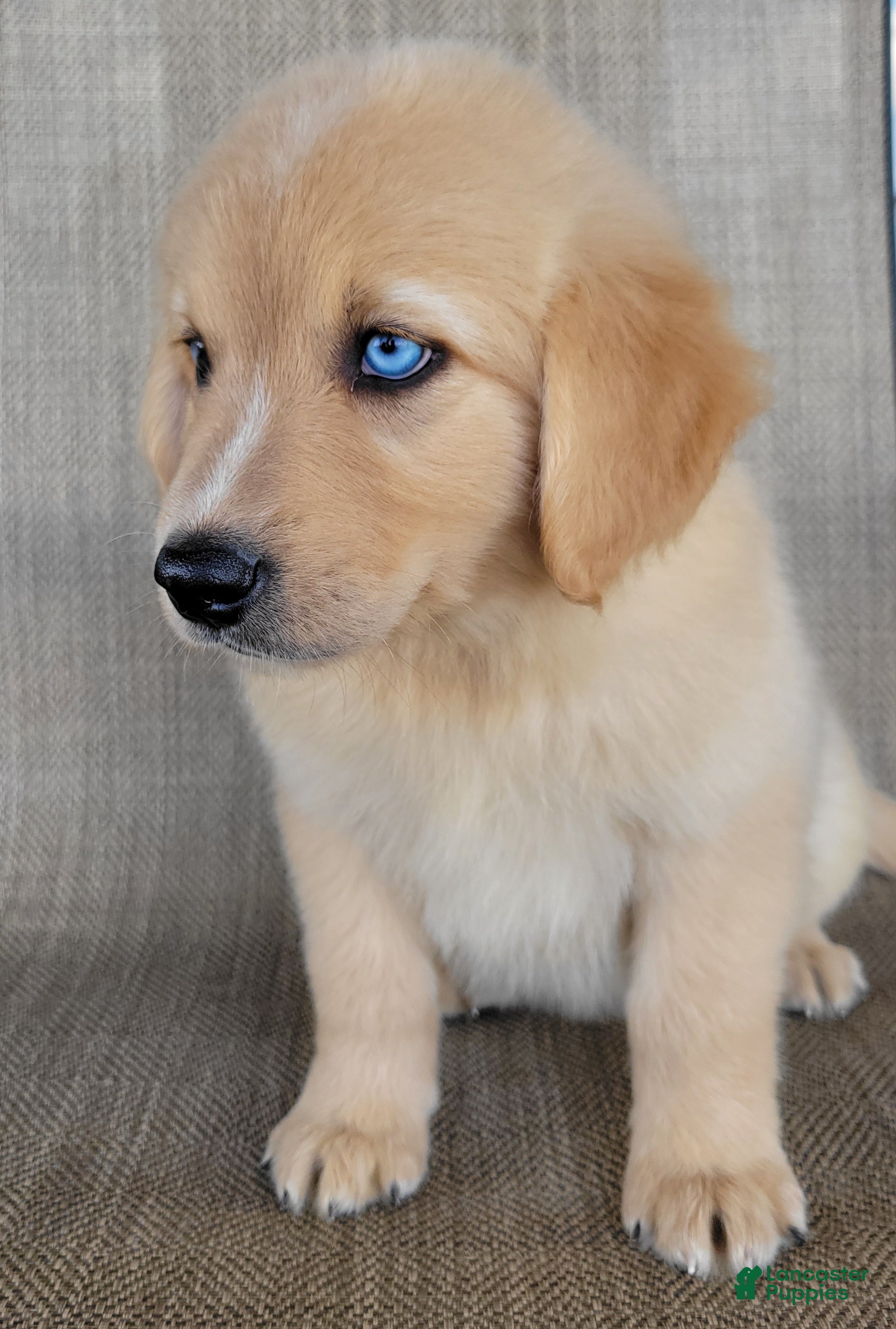 Australian Shepherd dogs Waffles - Ad 2