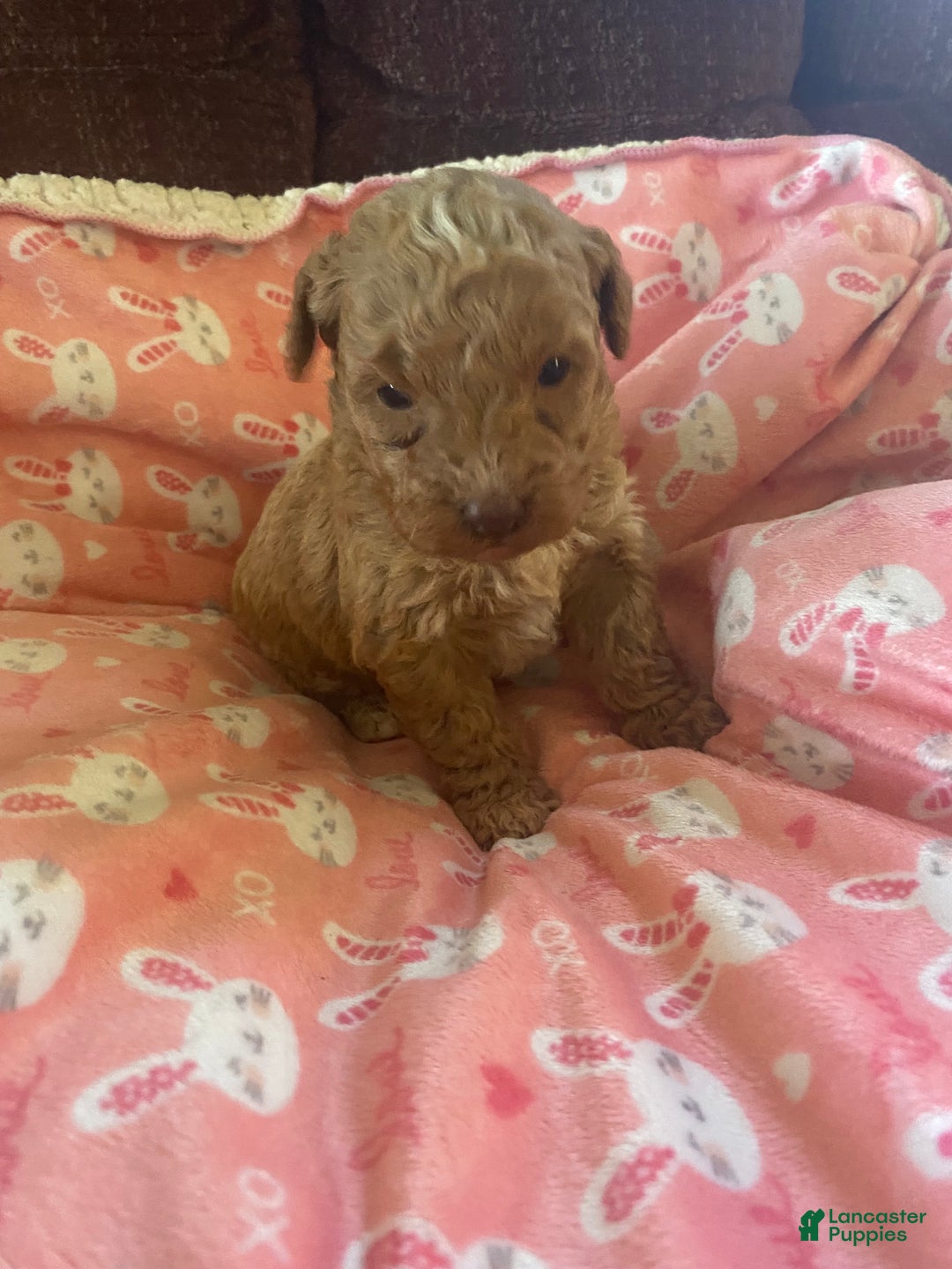 Mini Goldendoodle dogs for sale: Lula - Ad 5
