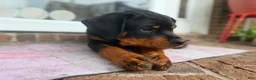 Rottweiler dogs for sale: Rottweiler 1 - Ad 5