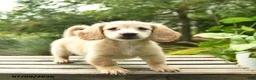 Miniature Dachshund dogs for sale: Milo  - Ad 4