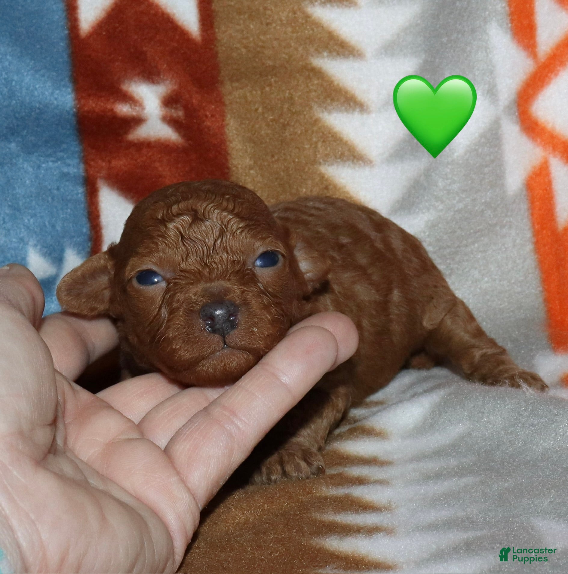 Toy Poodle dogs Summer’s red male - Ad 26
