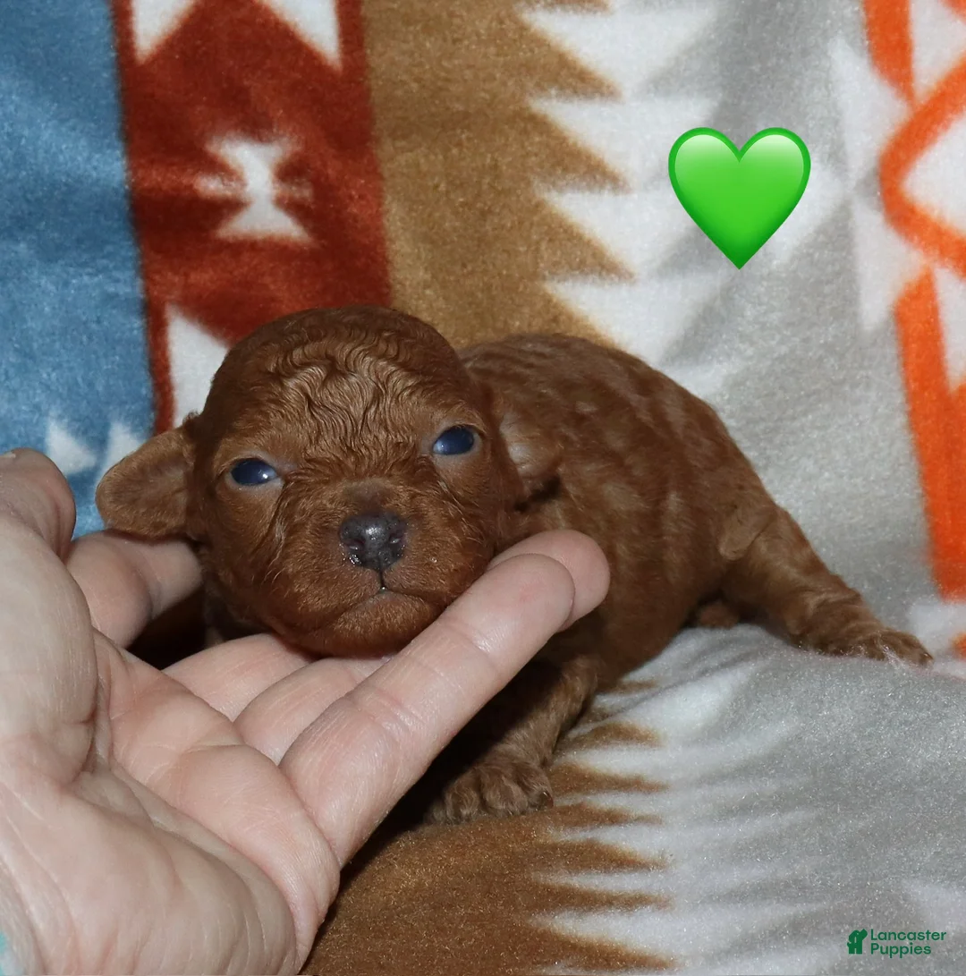Toy Poodle dogs for sale: Reserved Summer’s red male - Ad 1