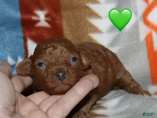 Toy Poodle dogs Reserved Summer’s red male - Ad 9