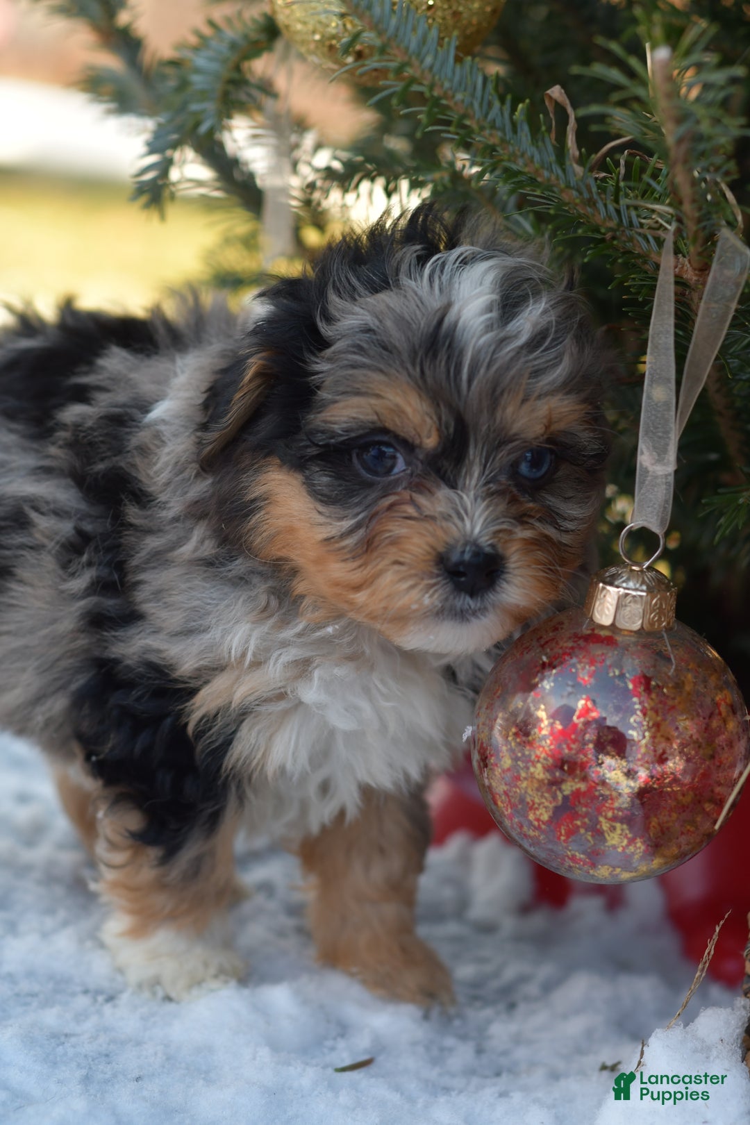 Mini Aussiedoodle dogs for sale: Jackson - Ad 16
