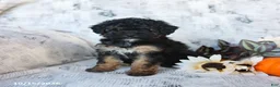 Cavapoo dogs for sale: Poppy - Ad 4