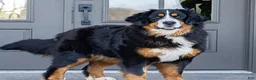 Bernese Mountain Dog dogs for sale: Harper - Ad 3