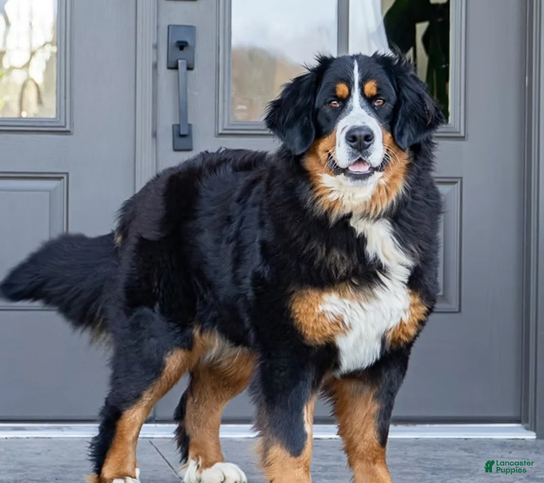 Bernese Mountain Dog dogs for sale: Harper - Ad 3